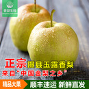 山西特产 山西隰县玉露香梨 包邮 香凝生鲜