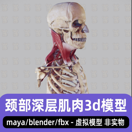 maya人体肌肉脖子颈椎模型blender头部骨骼颈部深层肌肉3d模型fbx