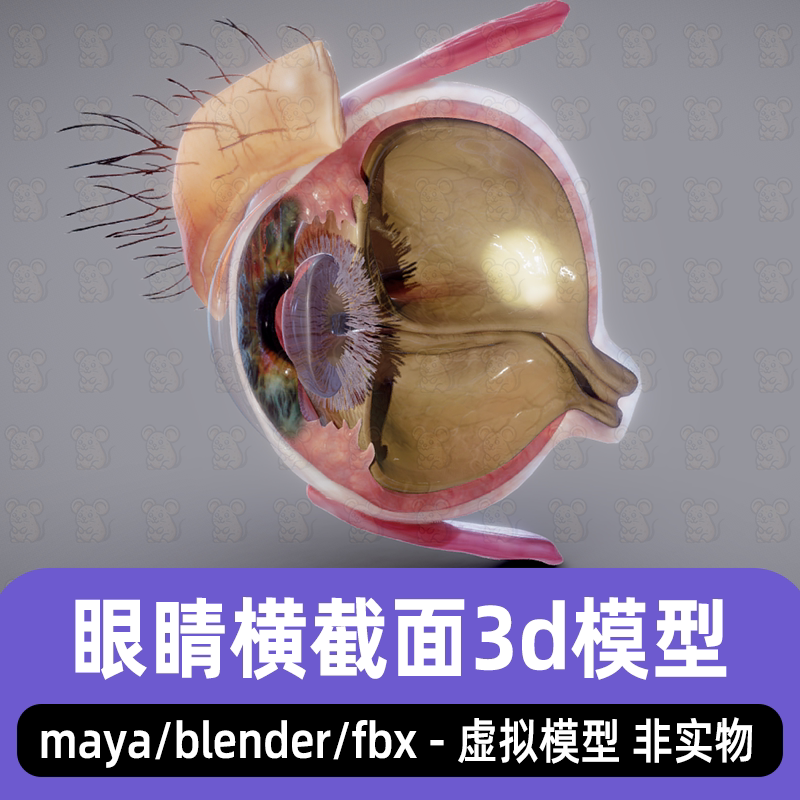 Blender人体眼睛解剖Maya眼睛眼球生物医学解剖3d模型3dmax c4d