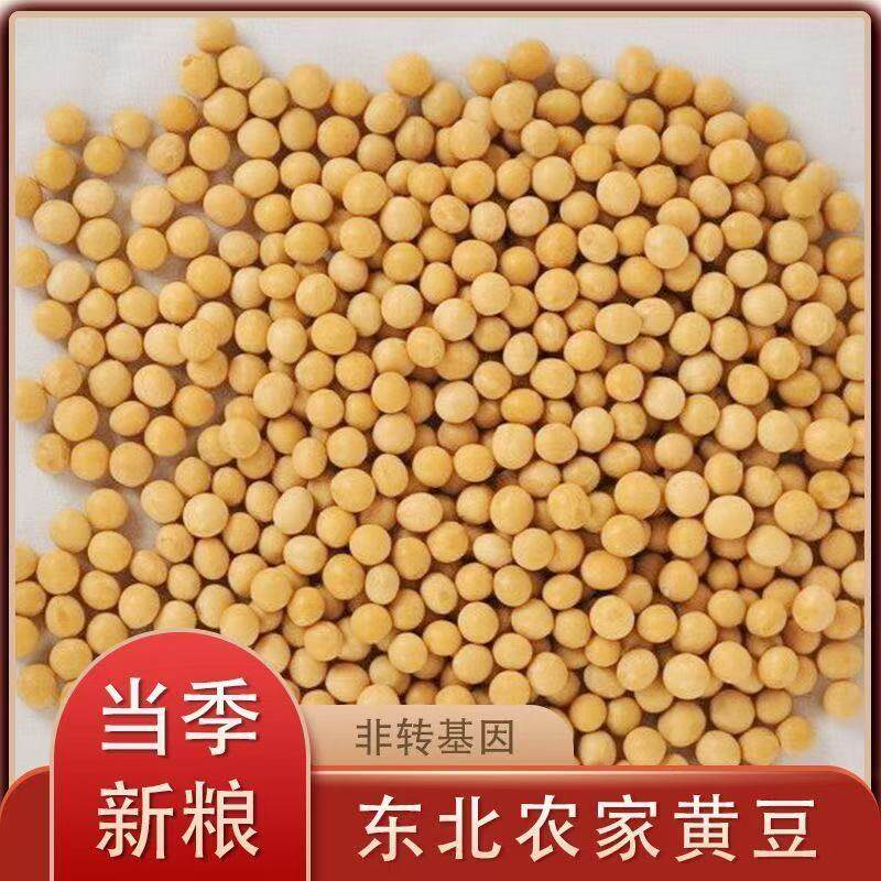 农家自产黄豆东北大豆生豆芽打豆浆农家豆腐专用新鲜24年新货