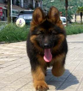 德国牧羊犬黑背警犬狼狗