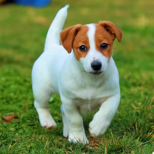纯种杰克罗素梗犬太仓猎犬活体杰克罗素梗犬刚毛杰克小型犬猎狗