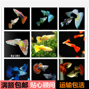 孔雀鱼蕾丝纯种观赏鱼热带鱼蓝礼服黄礼服宠物火炬活体运输包活