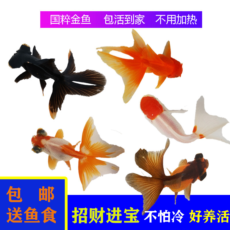 招财进宝冷水观赏小金鱼泰狮蝶尾