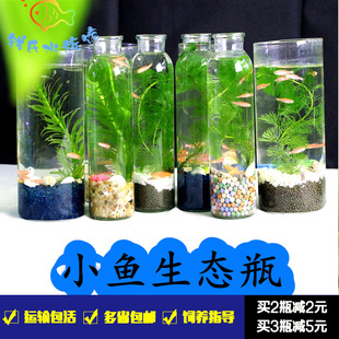 科学作业生态瓶DIY泰国斗鱼生态微景观斑马金丝玻璃鱼缸公司礼品