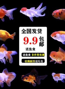 冷水金鱼兰寿蝶尾珍珠活体观赏鱼苗小型鱼泰狮宠物活体淡水小金鱼