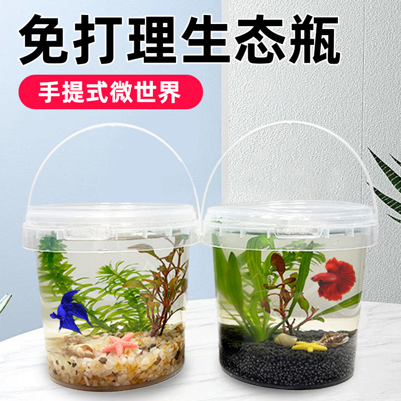 科学生态瓶活鱼螺虾24小时内发货图片