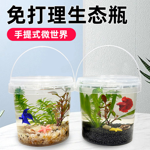 科学生态瓶活鱼螺虾24小时内发货