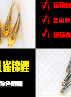 观赏鱼活体套餐锦鲤红草淡水冷水