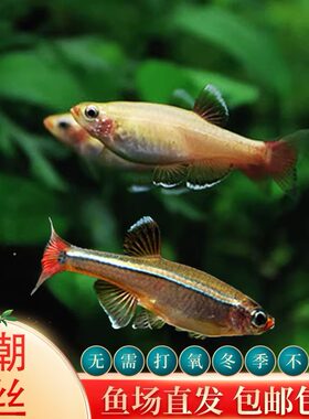 白云黄化金丝冷淡水收藏送虾鱼食