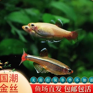 白云金丝冷水鱼生态瓶黄化金丝鱼活体原生缸不加温淡水宠物活体