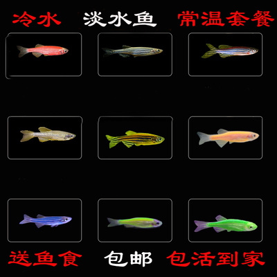 冷水广温鱼送鱼食黑壳虾江苏发货