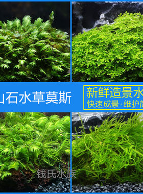 鱼缸造景水草莫斯前景平铺