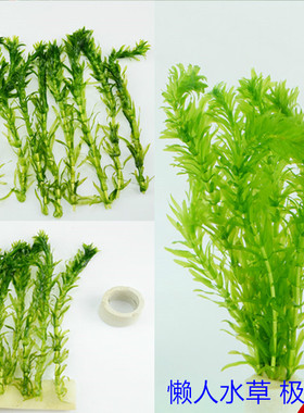 真水草活体鱼缸水族箱造景海藻蜈蚣草绿九冠红波紫丁香红宫廷水草
