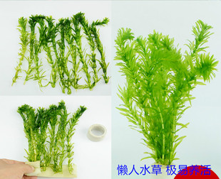 真水草活体鱼缸水族箱造景海藻蜈蚣草绿九冠红波紫丁香红宫廷水草