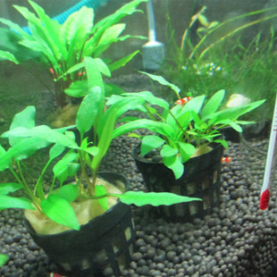 鱼缸水草造景 迷你椒草 绿温蒂椒草/小青椒/咖啡红椒草 泰国青椒