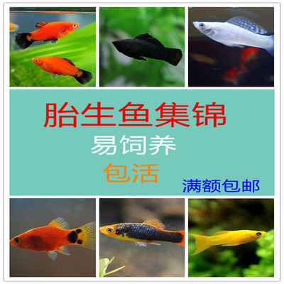 除油膜黑玛丽活体小型鱼