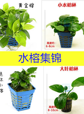 懒人活体水草迷你小榕