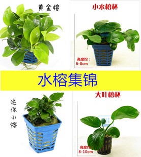 懒人活体水草小水榕鱼缸水族箱辣椒迷你小榕黄金榕大巴榕大叶榕