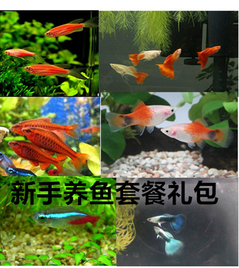 新手养鱼超值礼包套餐闯缸鱼