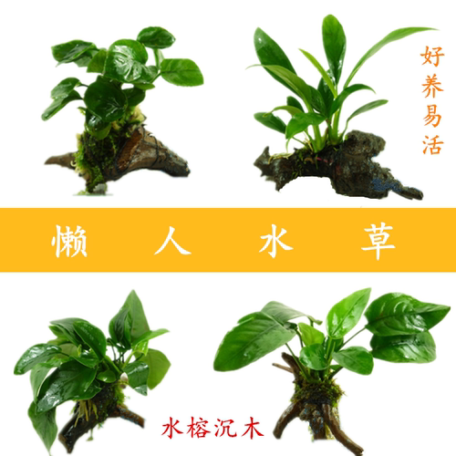 懒人水草沉木水榕单头水族箱装饰活体草缸生态鱼缸造景套餐真水草 - 封面