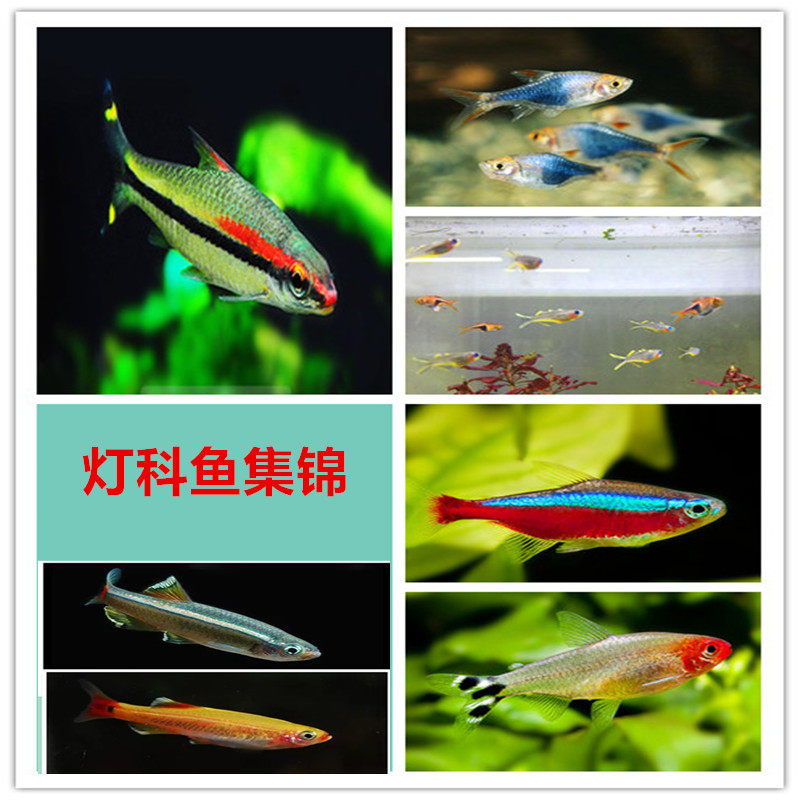 红绿灯三角灯淡水热带鱼观赏斑马鱼群游鱼宝莲灯红鼻剪刀一眉道人