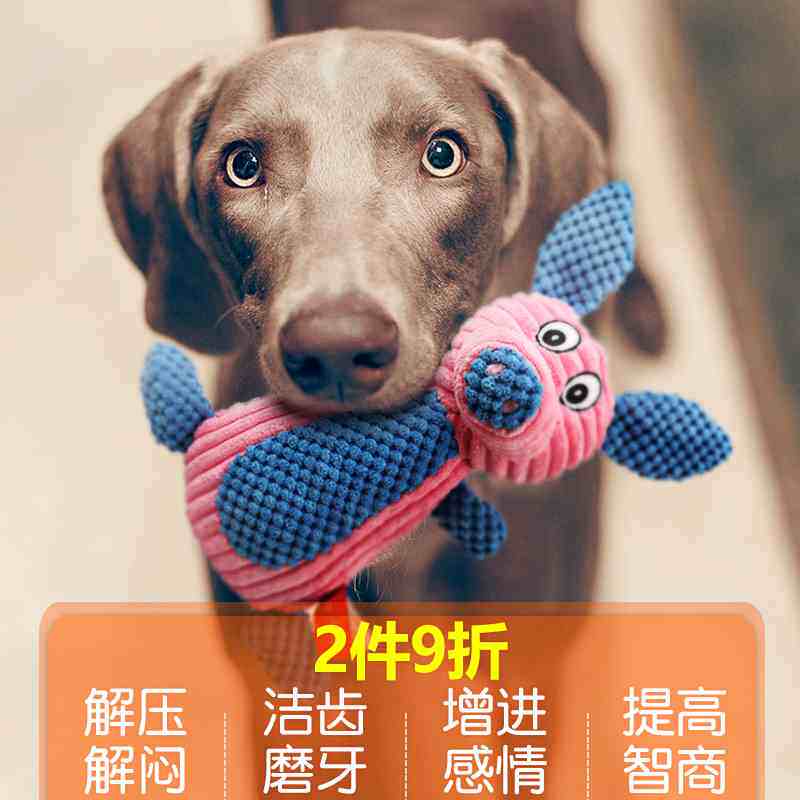 large labrador teddy