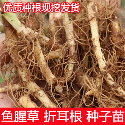 新鲜节节根盆栽种植500克鱼腥草