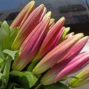 香水百合花鲜花云南基地直发昆明鲜切花花束家用水培插花速递同城