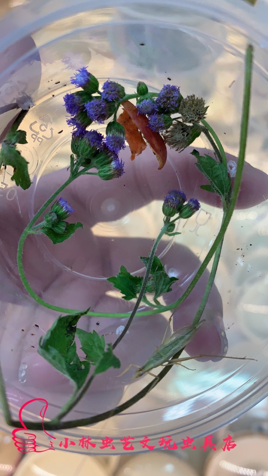 小林虫艺野生柬埔寨竹蛉活体鸣虫竹蛉黄蛉大黄蛉