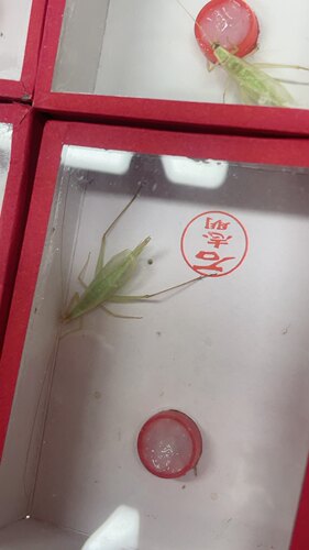 小林虫艺石志明杂青竹蛉鸣虫活体青竹蛉鸣虫青竹蛉竹蛉活体鸣虫