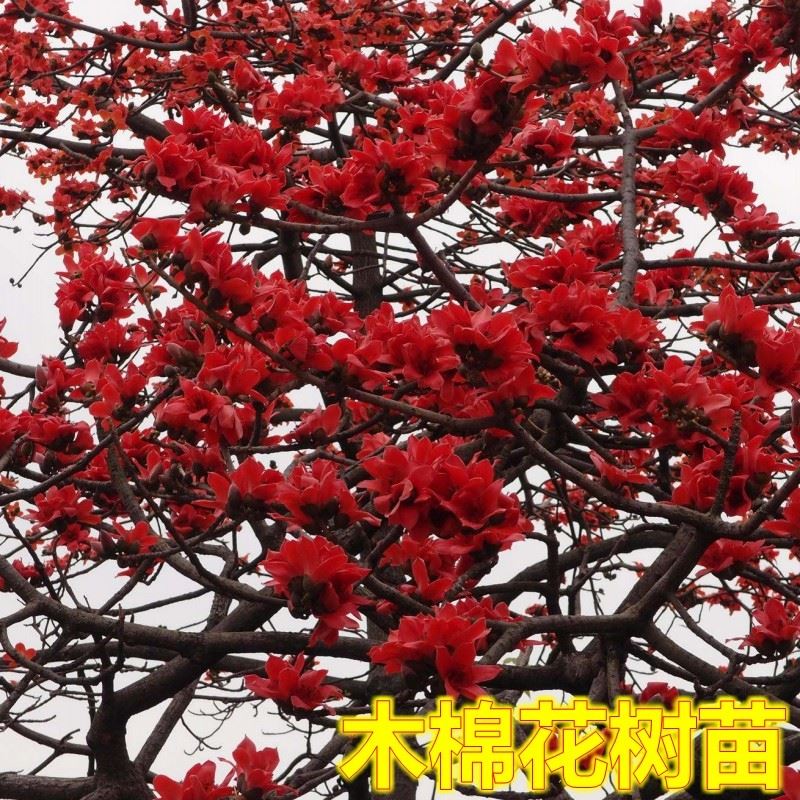 木棉花树苗英雄树红木棉地栽庭院别墅道路绿化大树木棉花盆栽2