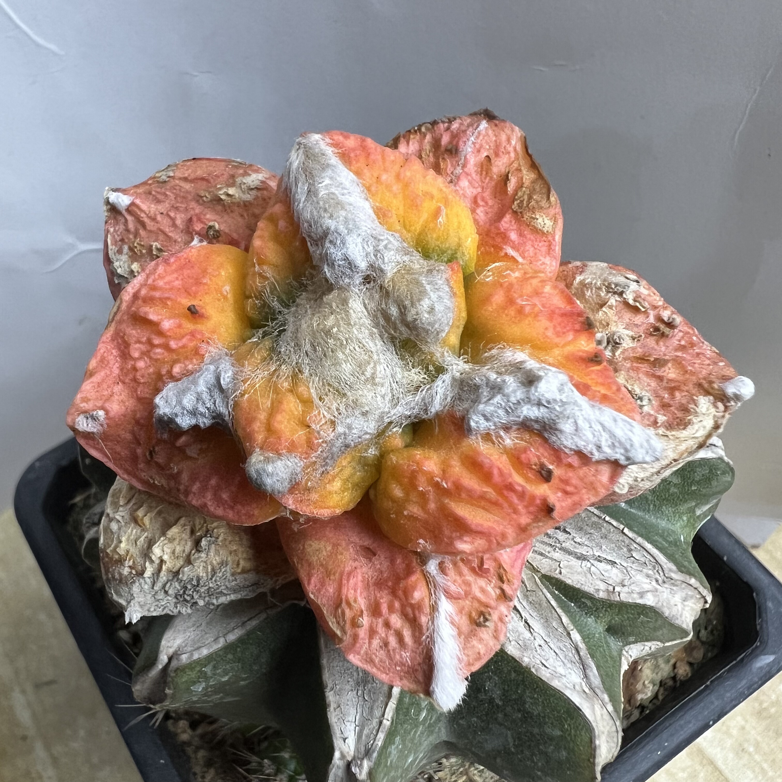 怒涛牡丹锦仙人球块根多肉植物绿植盆栽花卉龙舌兰卧牛