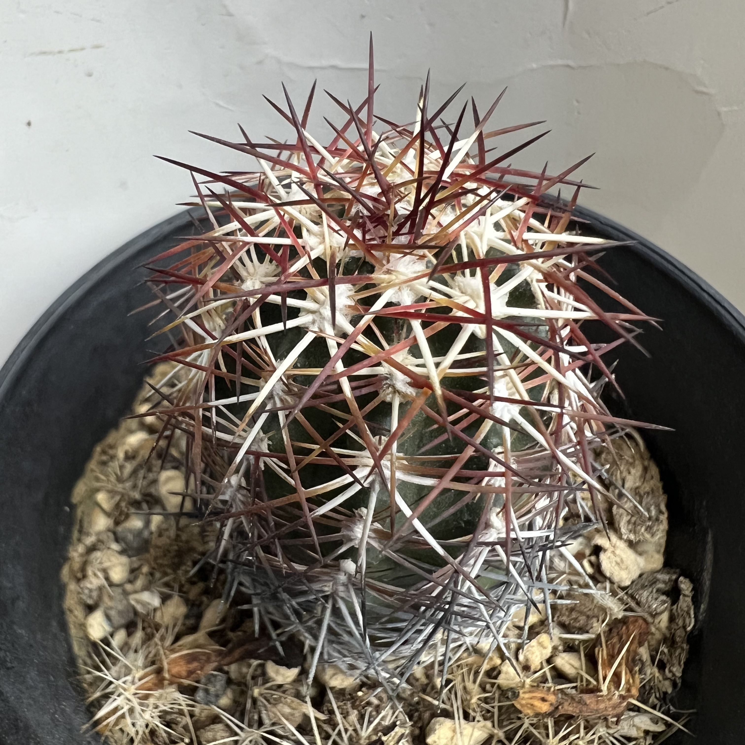 红刺虾实生仙人球块根多肉植物绿植盆栽花卉龙舌兰