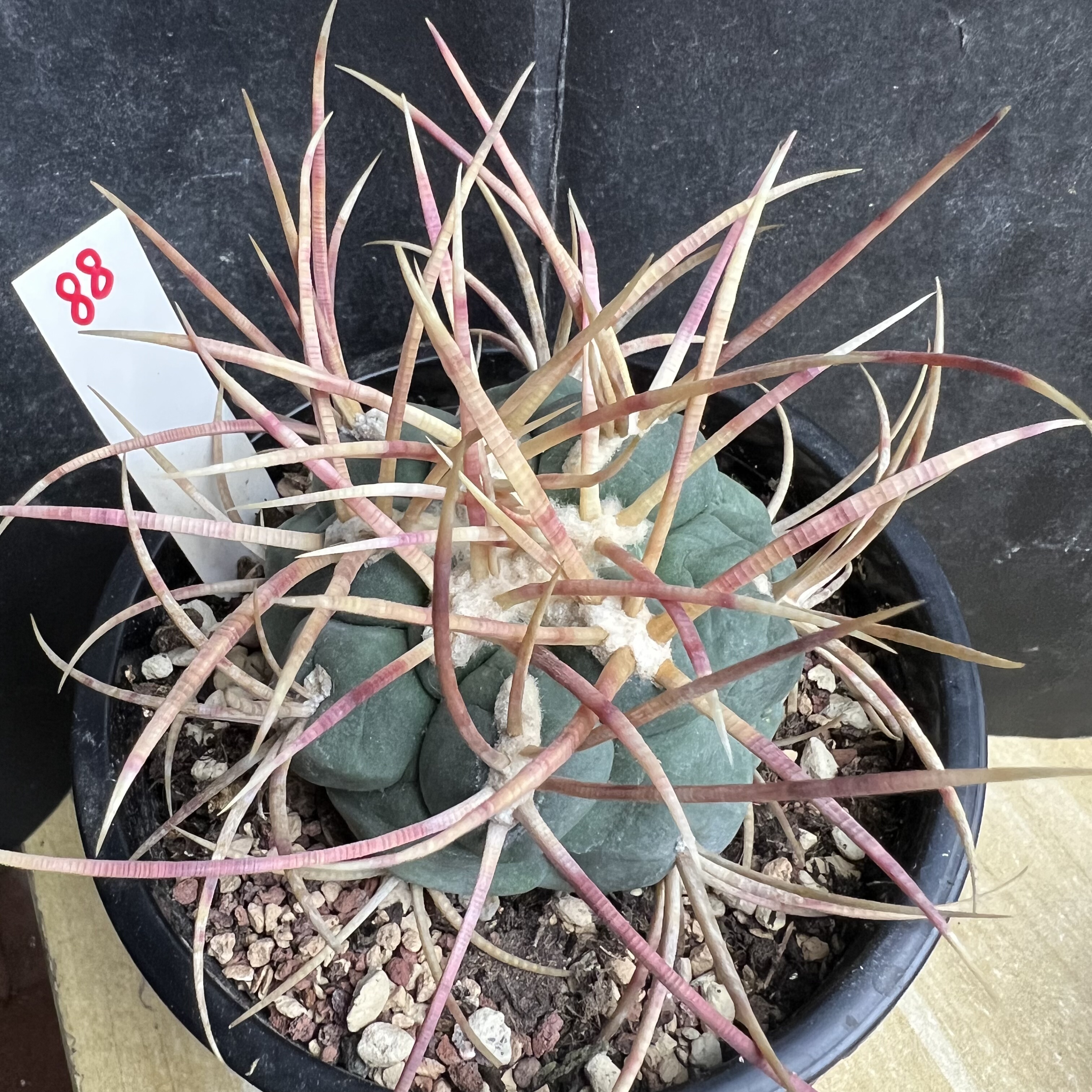 太刺绯冠龙自根仙人球块根多肉植物室内外绿植盆栽龙舌兰卧牛