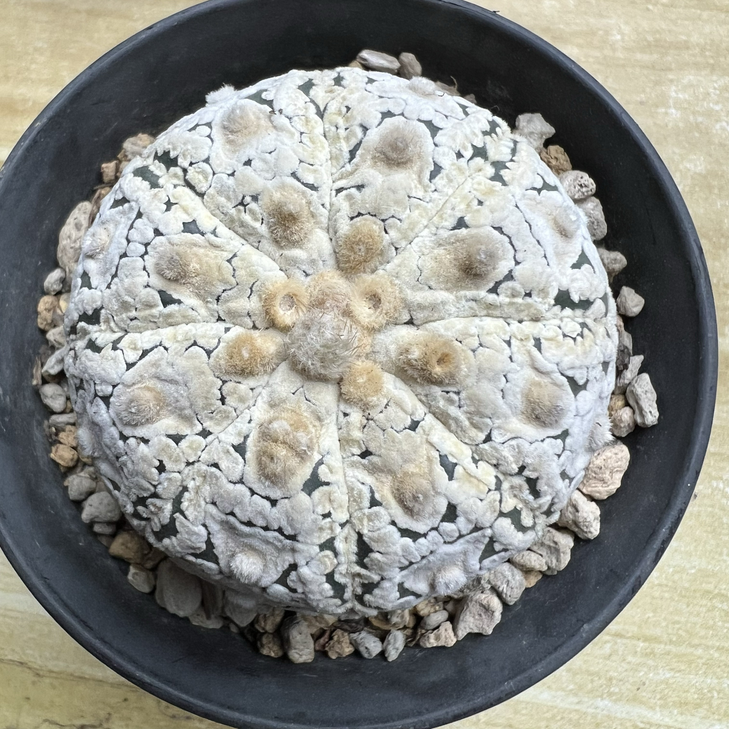 浓白V兜实生仙人球块根多肉植物绿植盆栽花卉龙舌兰卧牛