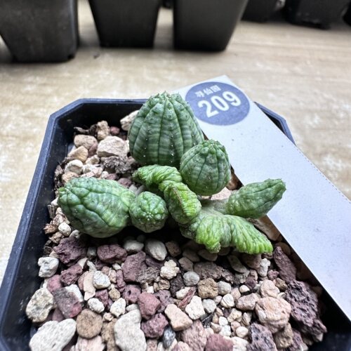 28自根布纹球缀化群4.6cm