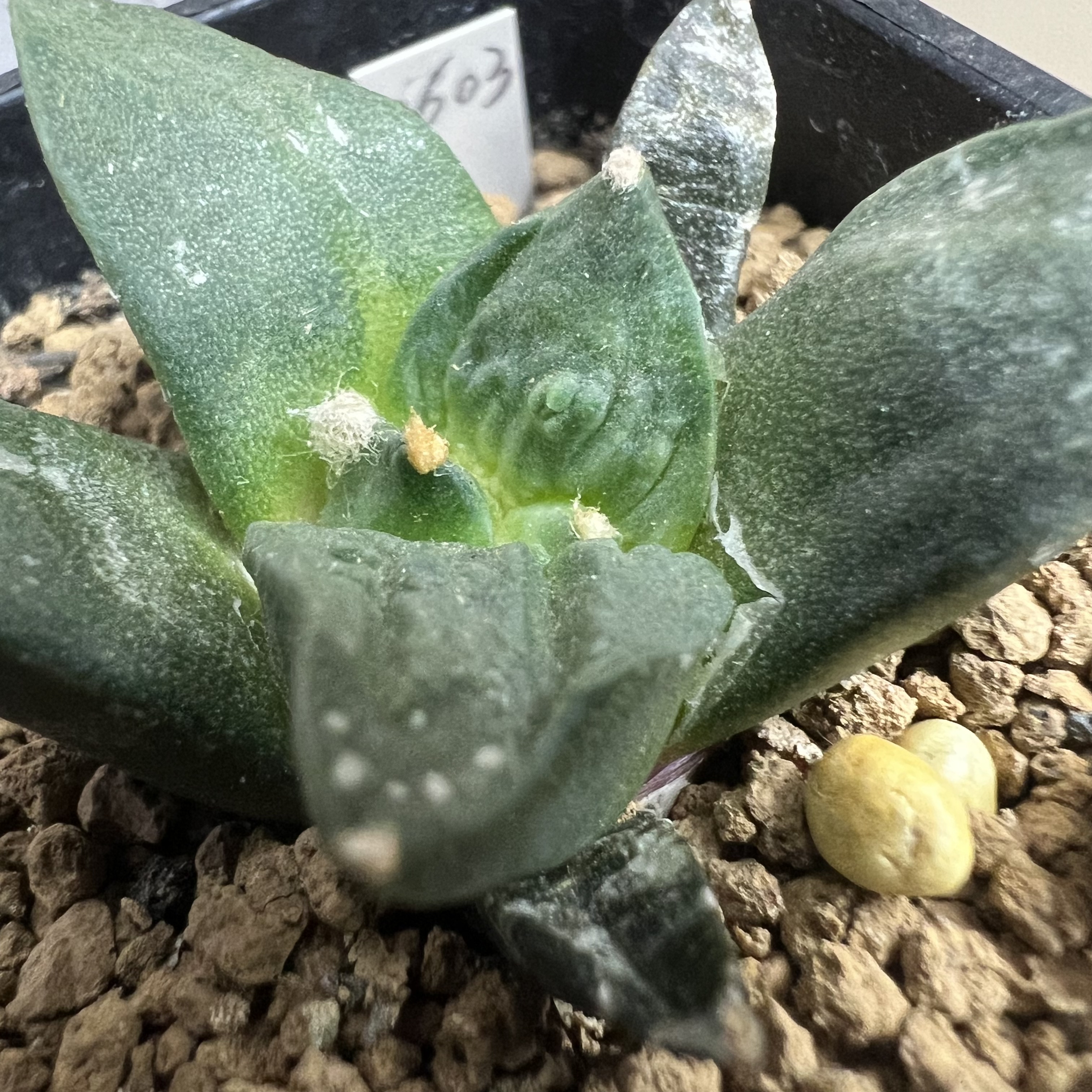 村主怒涛牡丹实生防辐射仙人球块根多肉植物绿植盆栽花卉