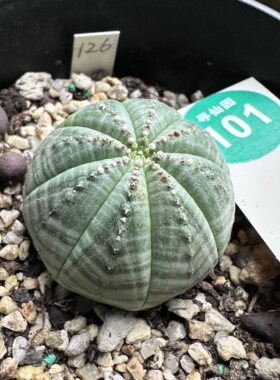 10实生神玉布纹球3.5cm