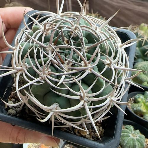 包刺碧岩玉实生