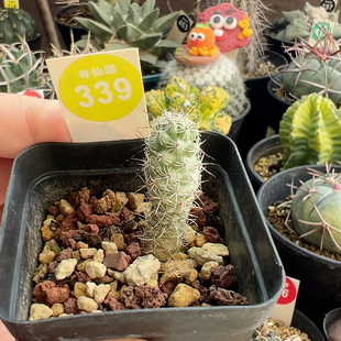 5实生马贼1.3cm一棵仙人球