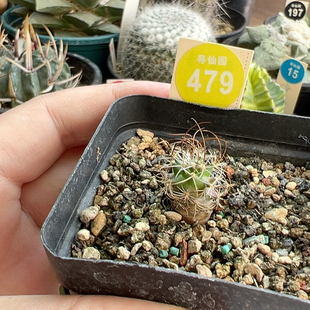 14实生草刺娇丽一棵仙人球