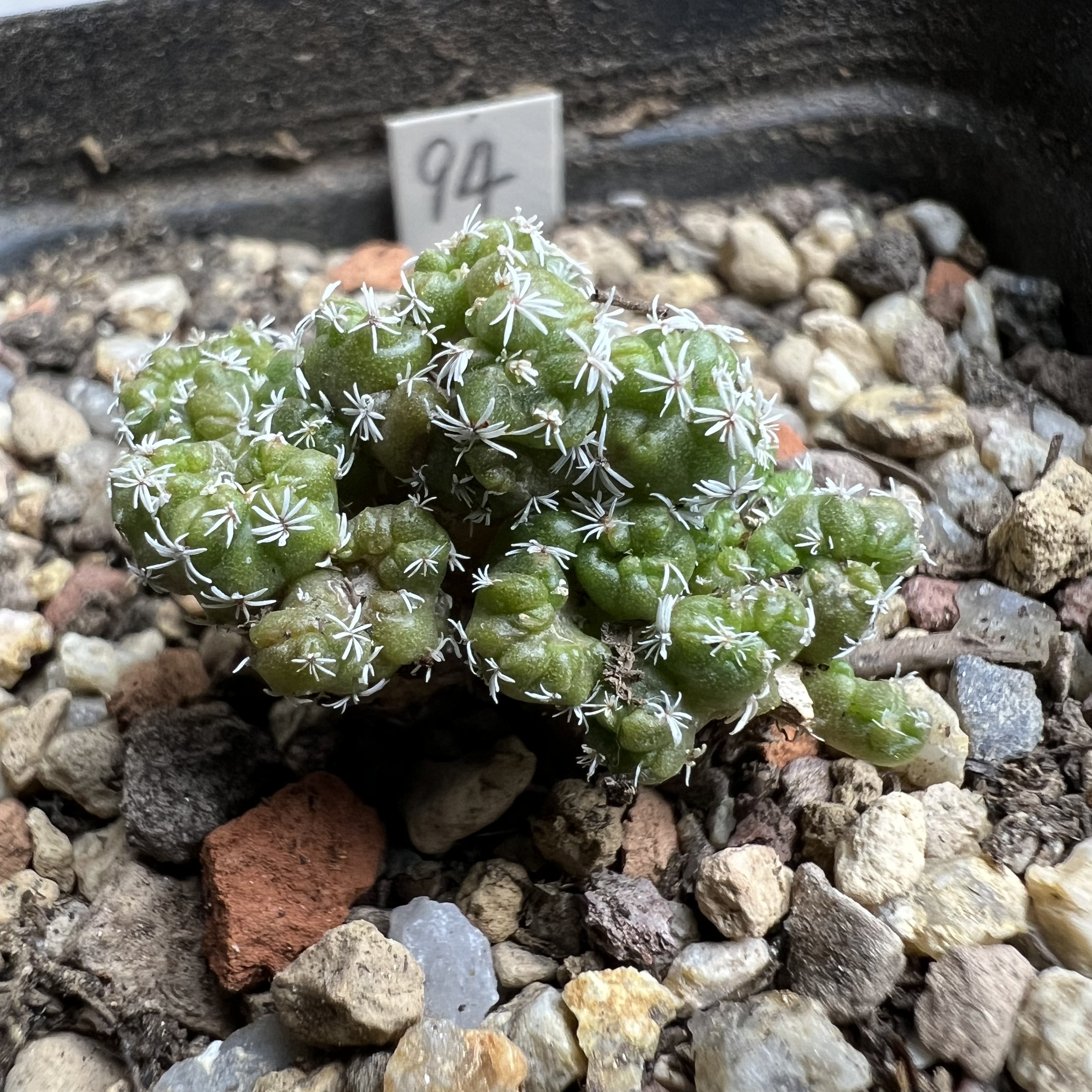 娇丽石化缀化防辐射仙人球块根多肉植物绿植盆栽花卉