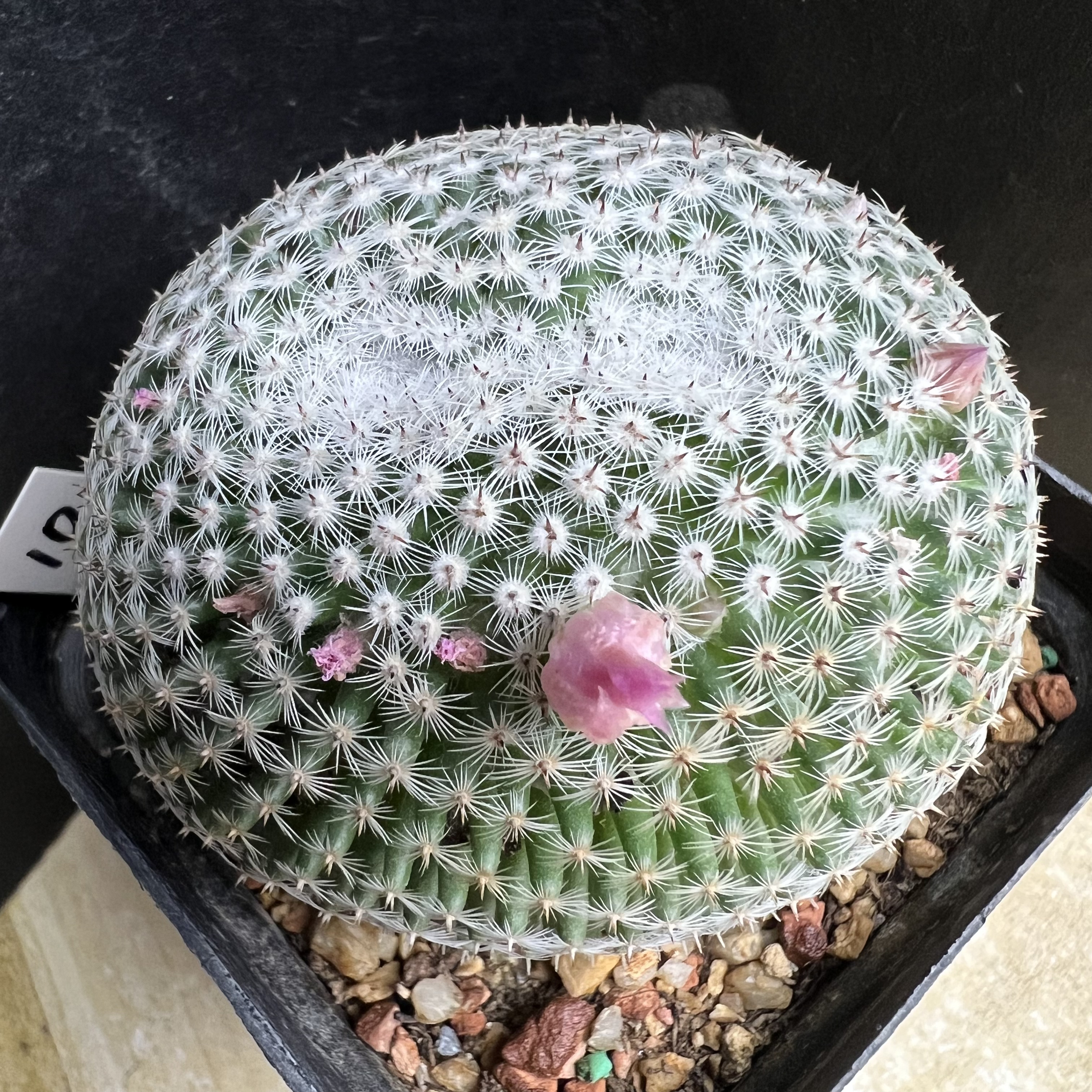 恋山彦缀化实生防辐射仙人球块根多肉植物绿植盆栽花卉龙舌兰