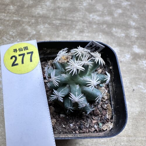 28自根萝卜根孤月丸3.2cm