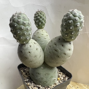 洞洞习志野群自根防辐射仙人球块根多肉植物绿植盆栽花卉