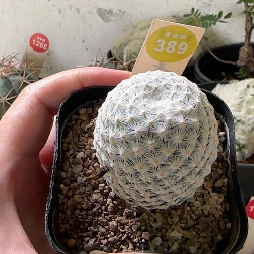 25实生大玉白鸟4.4cm