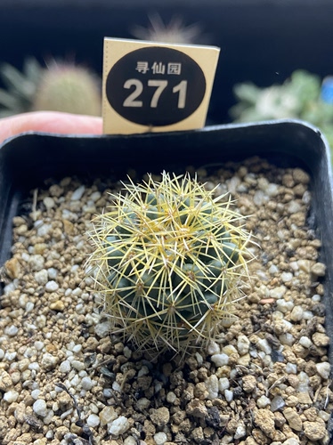23实生顶花凤华玉一颗仙人球