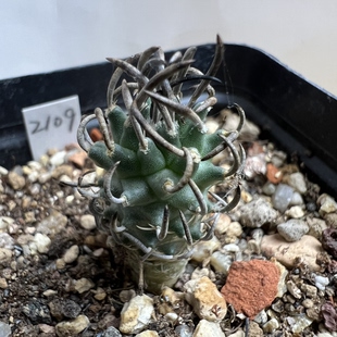 碳刺升龙丸娇丽实生防辐射仙人球块根多肉植物绿植盆栽花卉