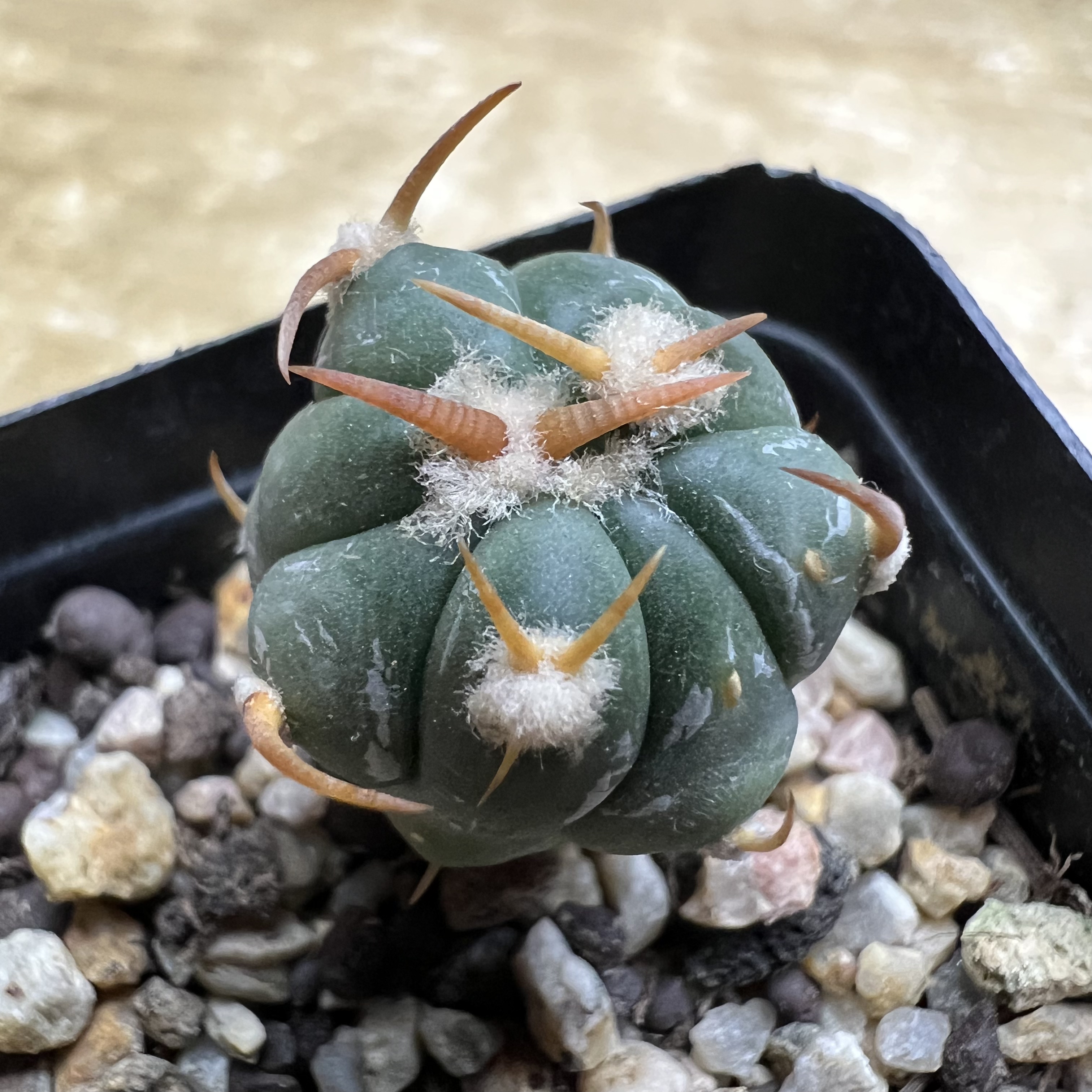 短豪刺翠平丸实生仙人球块根多肉植物绿植盆栽花卉龙舌兰